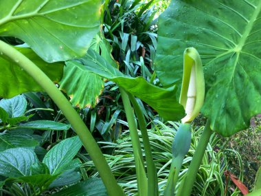 Çiçekli yeşil yapraklar sahneyi dolduruyor, tropik bir bahçenin canlı bitkilerini sergiliyor. Büyük bir yaprak belirgin bir şekilde göze çarpıyor, tomurcuklanan bir bitki ise yeşilliklerin ortasında serin bir atmosfer yaratıyor..