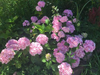 Canlı pembe ortancalar yeşil yapraklarla çevrili, yemyeşil bir bahçe ortamında gelişir. Güneş ışığı süzülür, çiçeklerin güzelliğini arttırır..