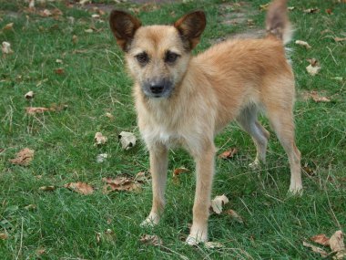 Sivri kulaklı küçük kahverengi bir köpek düşen yapraklarla kaplı yeşil çimlerin üzerinde duruyor. Köpek tetikte ve meraklı görünüyor, etrafındaki ılık sonbahar renkleriyle işaretlenmiş..