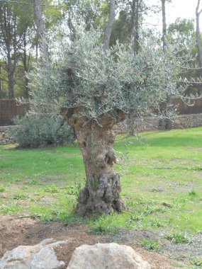 Kalın bir gövdesi ve gür dalları olan eşsiz bir zeytin ağacı dingin yeşil bir alanda büyüleyici bir odak noktası oluşturur. Etrafındaki ağaçlar gün ışığında doğal ortama derinlik katıyor..