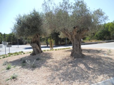 İki eski zeytin ağacı güneşli, çakıllı bir alanda yeşil ve berrak mavi gökyüzü ile çevrili huzurlu bir yolun yanında dururlar..