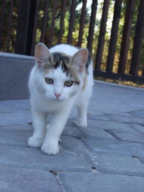 A playful cat strolls along a stone pathway surrounded by greenery. The curious feline investigates its surroundings with keen interest under the bright sunlight of the day. clipart