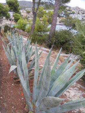 Çam ağaçları ve uzak beyaz binalarla çevrili sakin bir göl kenarındaki kayalık bir yolun kenarında yemyeşil agave bitkileri. Sahne, huzurlu bir ortamda güzelliği yansıtır..