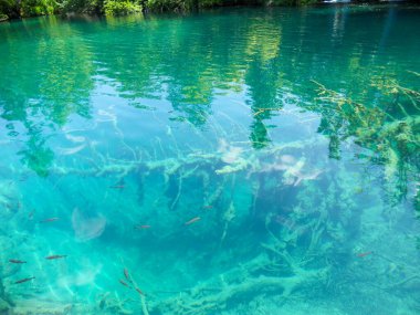 Sualtı sahnesi, sualtı ağaç kökleriyle birlikte turkuaz suyu gösteriyor. Yeşillikler arasında yüzen küçük balıklar doğal ortamda sakin ve huzurlu bir atmosfer yaratıyor..