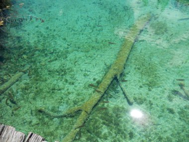 Kristal berrak sular su altı dünyasını gösteriyor, güneş ışığı yüzeyden yansıyor. Sualtı kütükleri ve su bitkileri çeşitli küçük balıklar için bir yaşam alanı oluşturur..