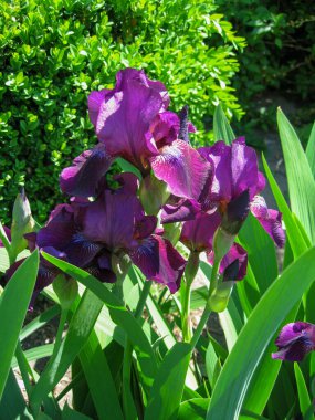 Canlı mor irislerden oluşan bir küme, güneşli bir bahçede yemyeşil yaprakların arasında duruyor. Çiçekler karmaşık dokular sergiliyor. İlkbaharda açan doğal güzelliklerini sergiliyorlar..