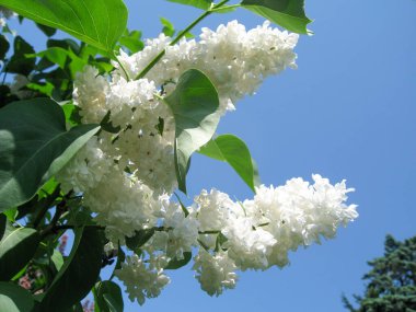 Beyaz leylak çiçekleri açık mavi gökyüzünde canlı bir şekilde açar. Narin taç yapraklarını ve zengin yeşil yapraklarını sergilerler. Bu huzurlu manzara bahar sükunetinin özünü yakalar..