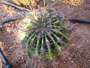 Sıcak güneşin altında kendine özgü dikenlerini sergileyen yeşil bir kaktüsün yakın görüntüsü. Çevreleyen kuru toprak, çöl bölgelerinin tipik kurak ortamını gösteriyor..