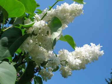 Narin beyaz leylak çiçekleri açık mavi bir gökyüzünde çiçek açıyor, gür yapraklarını sergiliyorlar. Güneş ışığı yeşil yapraklar arasındaki canlı güzelliklerini vurgular..