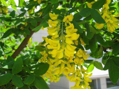 Canlı sarı çiçekler yemyeşil bir ağaçtan zarif bir şekilde sarkıyor, güneşli havada parlak yapraklara çarpıcı bir kontrastlık yaratarak, dış uzaya güzellik katıyor..