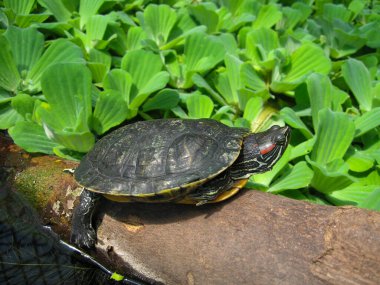 Bir kaplumbağa, yemyeşil su bitkileriyle çevrili, güneşin tadını çıkaran bir kütüğe tünemiş. Huzurlu ortam, dinlenmek ve doğanın tadını çıkarmak için mükemmel bir ortam olduğunu gösteriyor..