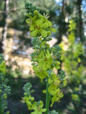 Canlı sarı çiçekler, yeşil bir sapın üzerinde çiçek açar, yeşil ile çevrili, sakin bir açık hava ortamında. Bitki yumuşak güneş ışığı altında gelişir ve barışçıl bir atmosfer yaratır..