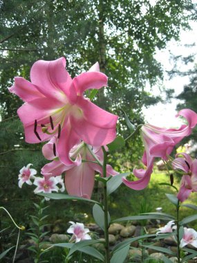 Vibrant pink flowers display their delicate petals amidst lush greenery. The garden setting features various blooms, creating a serene and colorful atmosphere during late spring. clipart