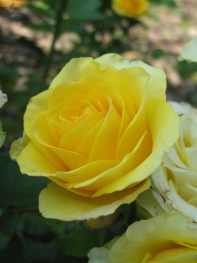 Canlı sarı bir gül, bir bahçede narin taç yapraklarını sergiliyor. Çiçek yemyeşil yapraklara karşı duruyor, neşeyi ve arkadaşlığı simgeliyor..