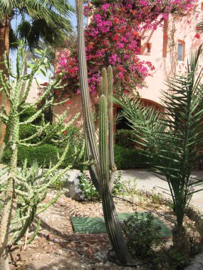 Canlı bir açık hava bahçesinde gür yeşillik ve parlak begonvillerle çevrili uzun kaktüsler sıcak pembe bir binaya karşı sergilenir. Barışçıl bir atmosfer doğal güzelliği arttırır..