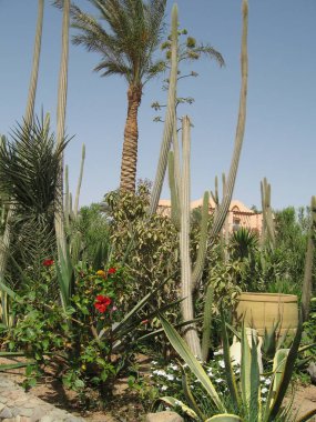 Canlı bir çöl bahçesinde açık mavi gökyüzünün altında uzun kaktüsler, yemyeşil palmiyeler ve renkli çiçekler sergilenir. Bu bereketli vaha, bitki çeşitliliği için ideal sıcak bir iklimde gelişir..