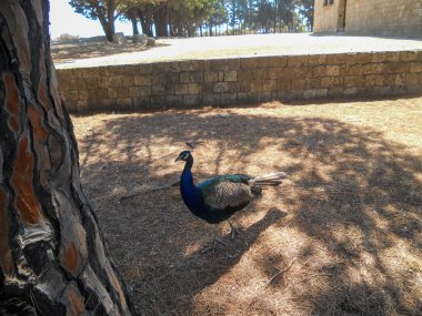 Bir tavus kuşu, taş bir binanın yanındaki kuru zeminde zarifçe yürür. Güneş kuşun canlı tüylerini aydınlatırken, uzun ağaçlar gölge sağlar ve sakin bir açık hava ortamı yaratır..