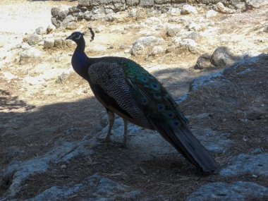 Canlı bir tavus kuşu doğa ile çevrili kayalık bir alanda gezinir. Güneş ışığı, sakin bir açık hava ortamında engebeli zeminde gezinirken kuşların renkli tüylerini ön plana çıkarıyor..