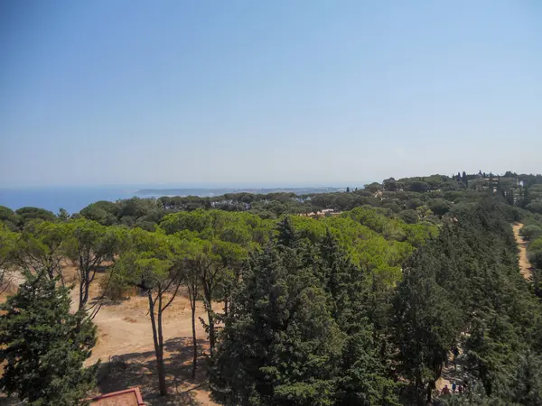 Panoramik bir manzara, berrak bir gökyüzünün altındaki dingin mavi okyanusa doğru uzanan yemyeşil ağaçları yakalar. Bu huzurlu ortam doğal güzelliği ve kıyı sükunetini sergiliyor..