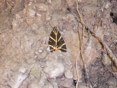 A striking butterfly camouflages itself within rocky ground, showcasing its distinct patterns and colors. The natural environment emphasizes the creatures ability to remain hidden. clipart