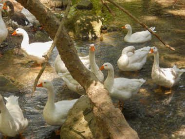 Bir grup beyaz ördek, kayalar ve ağaçlarla çevrili doğal bir derede huzur içinde yüzer. Sakin su yeşilliği yansıtır, doğada sakin bir atmosfer yaratır..