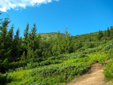 Bir yürüyüşçü, Karpatlar 'da kozalaklı ağaçlar ve canlı çalılarla çevrili verimli bir patikada yürürken, Karadağ sırtı açık mavi bir gökyüzünün altında görülüyor..