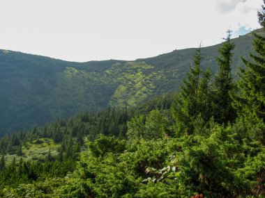 Bereketli yeşillik, Karpat Dağları 'ndaki Karadağ sırtına güneş ışığı bulutların arasından süzülerek açık havada keşif için mükemmel bir ortam yaratıyor..