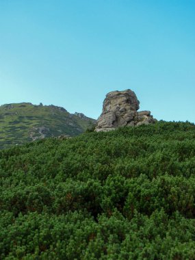 Karpatlar 'daki yemyeşil yemyeşil toprak üzerinde belirgin bir kaya oluşumu, Ukrayna' daki Karadağ sırtı özünü yakalıyor. Açık mavi gökyüzü manzarayı güzelleştirir..