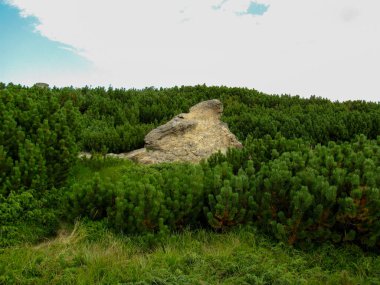 A rugged rock formation is nestled among lush greenery in the Carpathian Mountains. This picturesque location in Ukraine offers a serene atmosphere, perfect for nature lovers and hikers alike. clipart