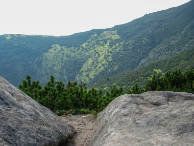 This breathtaking view showcases the lush greenery of the Carpathians, highlighting the steep slopes and rocky formations of the Montenegrin Ridge in Ukraine on a clear day. clipart