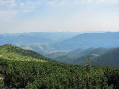 Lush greenery covers the slopes of the Carpathians as distant ridges stretch across the horizon, showcasing the beauty of this mountainous region in Ukraine during a tranquil afternoon. clipart