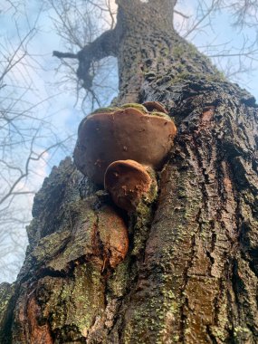 Ağacın kabuğundan çıkan mantarlar çıplak dallarla ve temiz gökyüzüyle çevrili. Doğanın güzelliğini yansıtıyor..