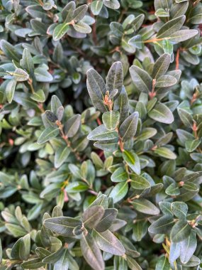 Çerçeveyi yoğun yeşillik dolduruyor, parlak güneş ışığı altında küçük parlak yapraklar sergiliyor. Bereketli bitkiler zengin bir doku sunuyor, ferahlatıcı bir açık hava manzarası için mükemmel..