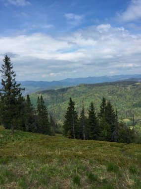 Sakin bir manzara bulutlu bir gökyüzünün altında, yuvarlanan yeşil tepelerde büyüyen çeşitli ağaçlar sergiliyor. Arka planda uzak dağlar görülebilir, manzaranın sükunetini arttırır.