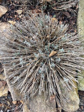 Kuru bitki köklerinin küresel bir düzeni taşların arasında duruyor. Sessiz renkler ve dokular organik bir görünüm yaratıyor, sakin bir açık alanda doğanın güzelliğini vurguluyor..