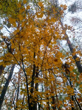 Parlak altın yapraklar sonbahar geldiğinde ormanı aydınlatır. Yukarıdaki ağaçlar, dalları gökyüzüne karşı güzel bir renk mozaiği yaratıyor. Keşif ve merak uyandırıyor..