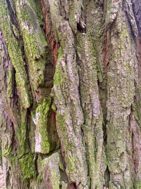 Dokulu bir ağaç kabuğunun yakın görüntüsünde yeşil yosun ve pürüzlü yüzeylerin zengin gölgeleri ormanlık bir ortamda doğal güzelliğin özünü yakalıyor..