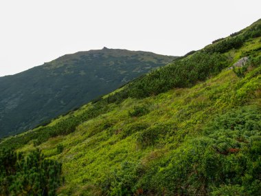 Rolling green hills stretch across the landscape under an overcast sky. The natural vegetation flourishes, creating a serene and peaceful environment perfect for hiking or exploring.