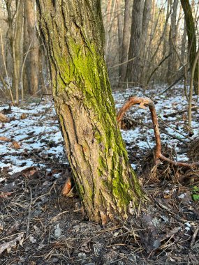 Bir ağaç gövdesinin yakın görüntüsü dingin bir orman manzarasının ortasında canlı yeşil yosunlar sergiliyor..