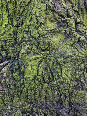 Canlı yeşil yosunlarla kaplı ağaç kabuğunun yakından görünüşü yüzeye oyulmuş büyüleyici bir örümceğin doğasını, detaylarını ve dokularını gözler önüne seriyor..