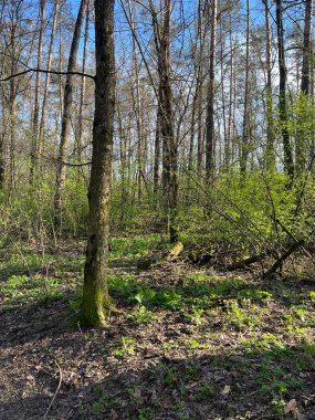 Yüksek ağaçların arasından süzülen güneş ışığı gibi yemyeşil örtüler orman zeminini kaplıyor. Taze yapraklar canlı bir atmosfer yaratır, bahar zamanı huzurlu bir doğal ortamda keşif yapmaya davet eder..
