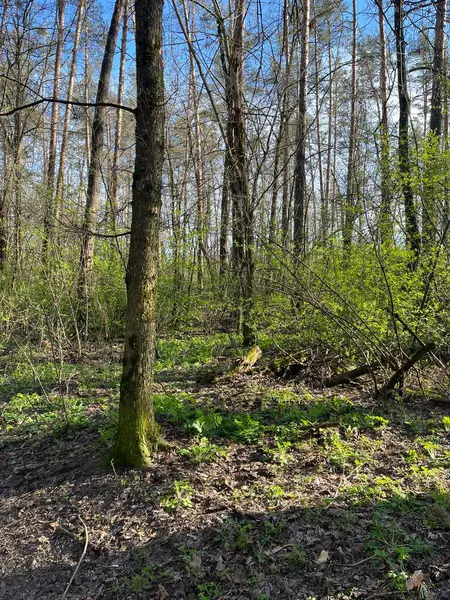 Yüksek ağaçların arasından süzülen güneş ışığı gibi yemyeşil örtüler orman zeminini kaplıyor. Taze yapraklar canlı bir atmosfer yaratır, bahar zamanı huzurlu bir doğal ortamda keşif yapmaya davet eder..