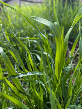 Sabah çiyleri yemyeşil bir tarlada canlı yeşil çimenlere yapışır. Güneş ışığı günün erken saatlerinde doğanın canlılığını ve canlılığını vurgulayarak filtreler..