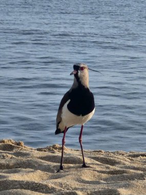 Kumsalda kanat çırpıyorum