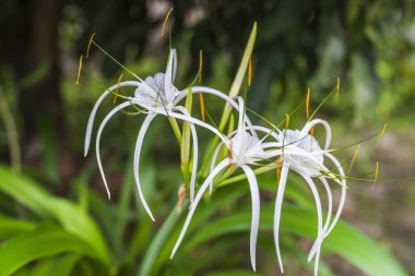 Hymenocallis zambaklarının yakın plan çekimi ya da uzun ince yapraklı beyaz örümcek zambakları bulanık yeşil bir arka plana karşı durarak narin güzelliklerini ve karmaşık yapılarını gözler önüne seriyor..