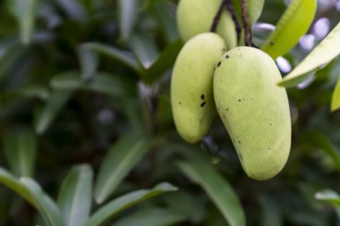 Çerçevenin sağ tarafında yeşilimsi bir rengi olan olgunlaşmamış mango ağaçlarına asılır.
