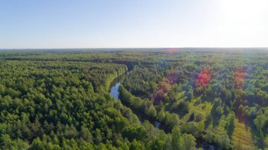 İçinden nehir akan yemyeşil bir orman. Gökyüzü açık ve parlak, ve güneş ağaçların üzerinde parlıyor. Huzurlu ve huzurlu bir sahne.