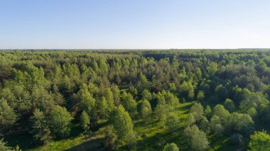 Arka planda açık mavi gökyüzü olan yemyeşil bir orman. Ağaçlar uzun ve yayılmış. Huzurlu ve huzurlu bir atmosfer yaratıyorlar.