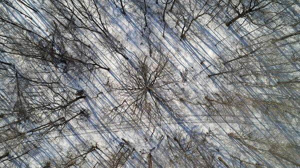 Дерево с ветвями, раскинувшимися по снегу. Ветви голые, снег покрывает землю.