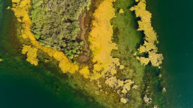Yeşil ve sarı bitki bir su kütlesinin kenarında yetişiyor. Bitkiler öyle bir şekilde büyüyorlar ki sanki suyun üzerinde yüzüyorlarmış gibi görünüyorlar.
